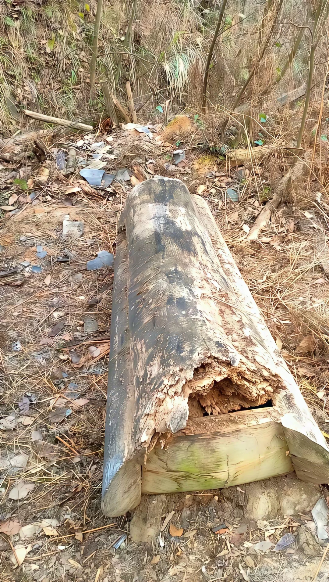 神奇的一墓,一口破烂的棺材,打开里面竟长满了灵芝,太珍贵了,祝你好运