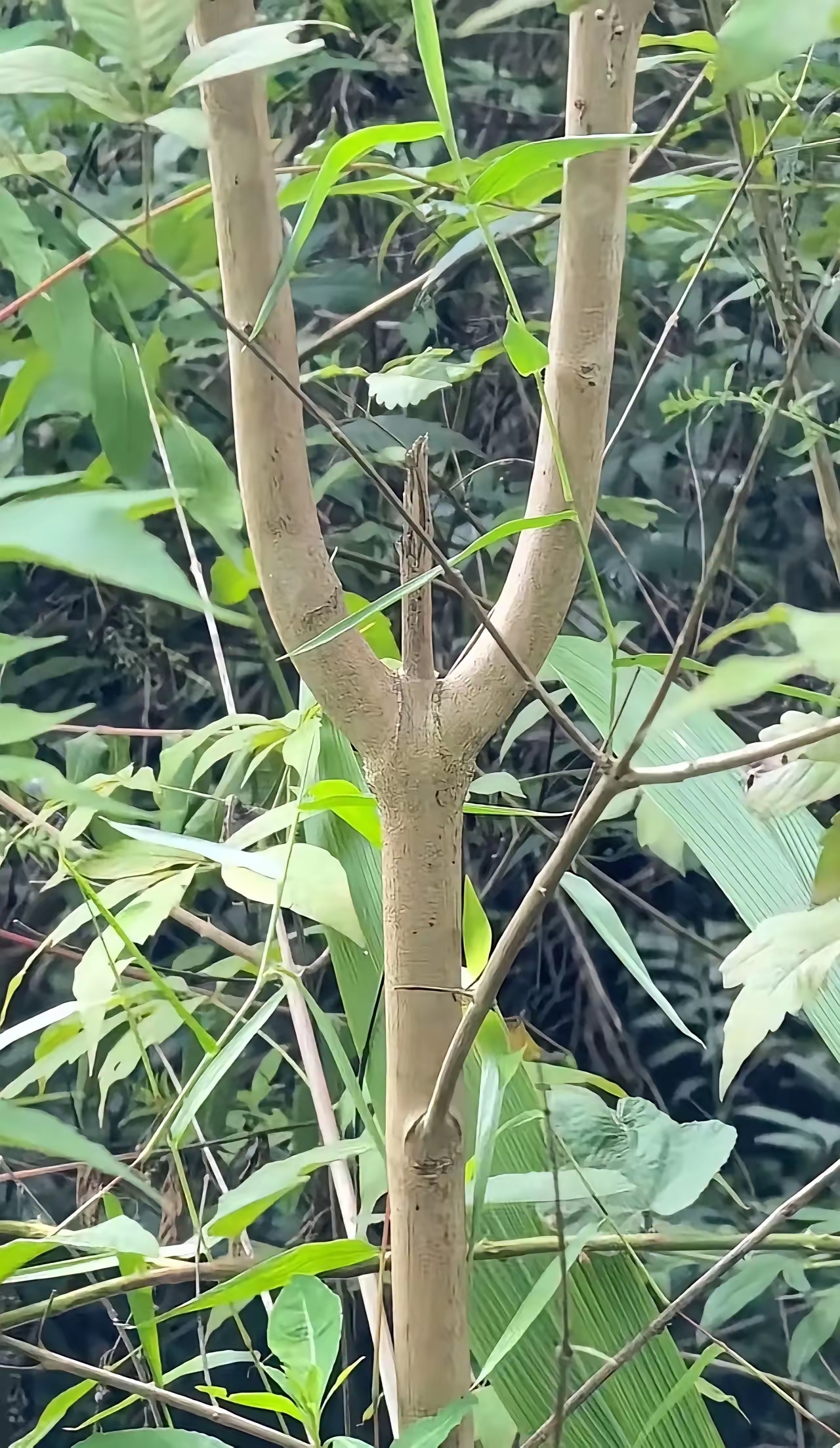 这要是三十年前我看到这个树杈一定得想方设法把它砍下来做把弹弓
