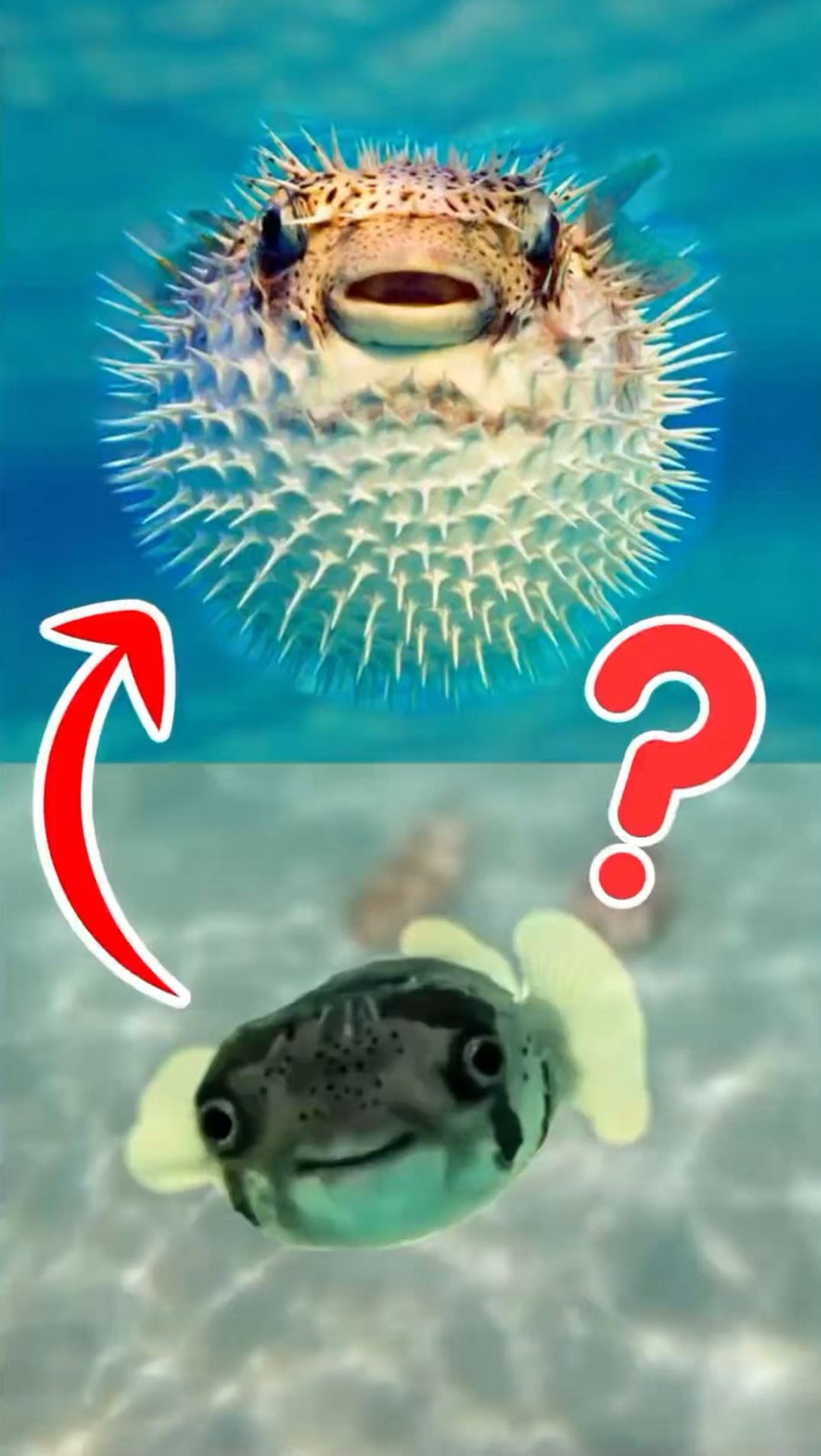 河豚是如何膨胀身体的