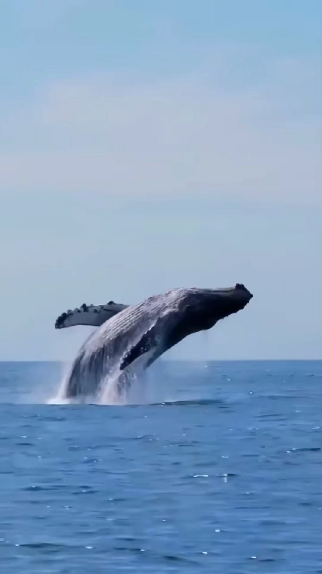 为什么鲸鱼有时会跃出水面