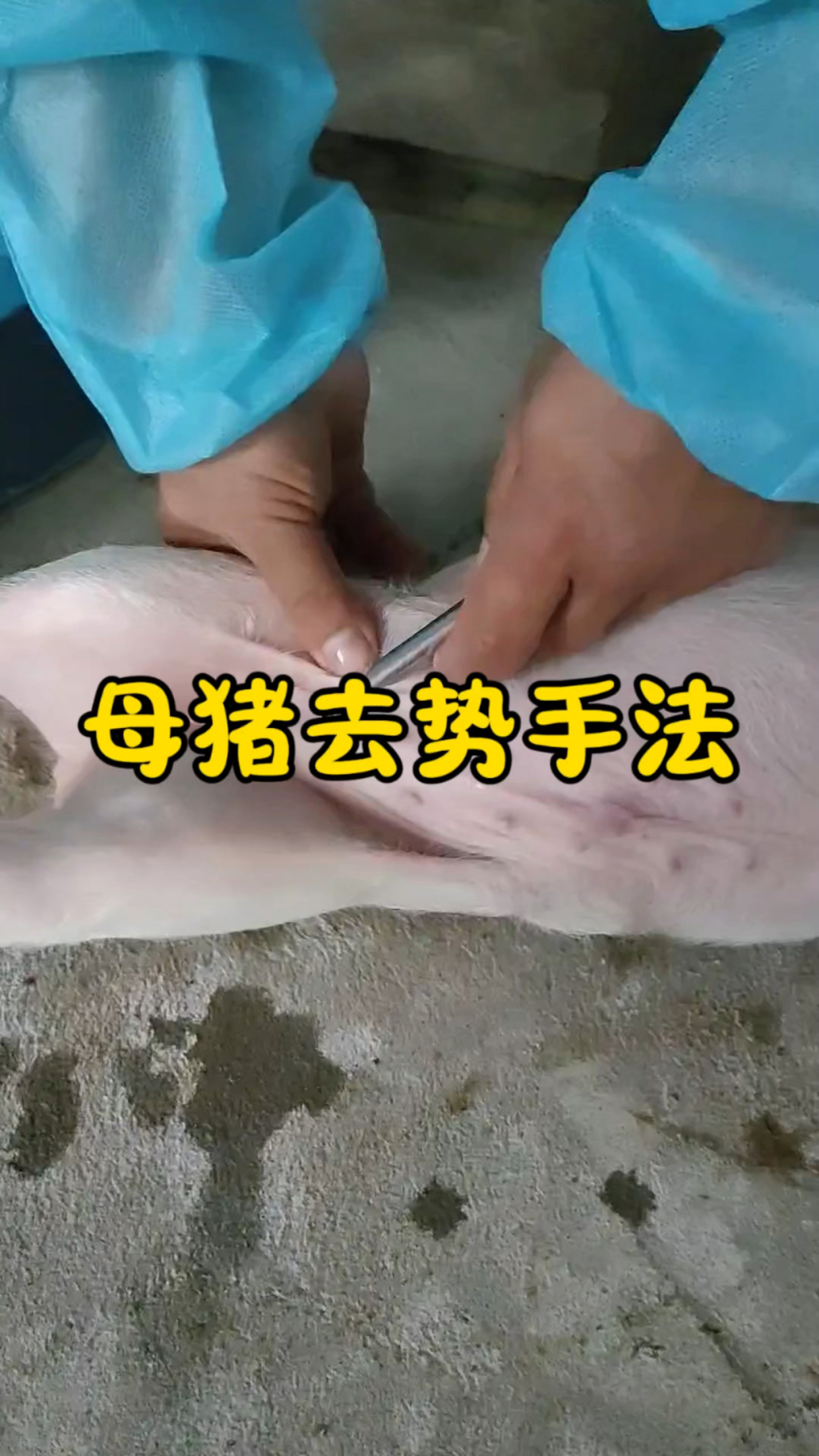 小母猪去势手法操作