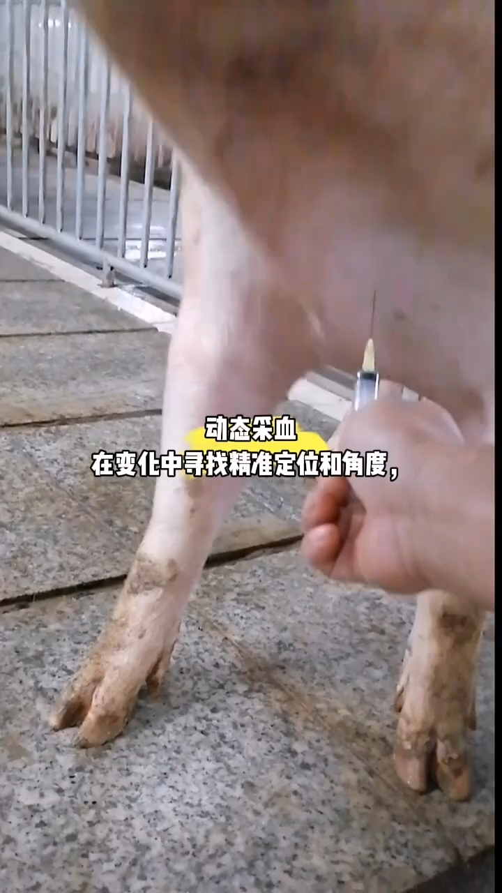 猪采血位置分享一下