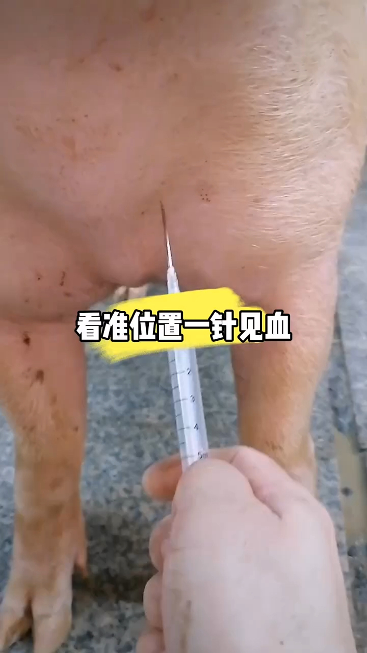 猪采血位置分享一下