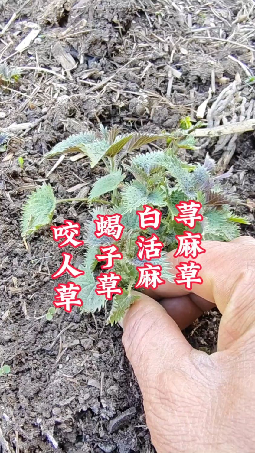 荨麻草长这样,没想到吧