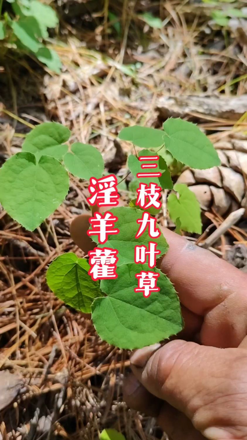 淫羊藿长这样,它又名三枝九叶草