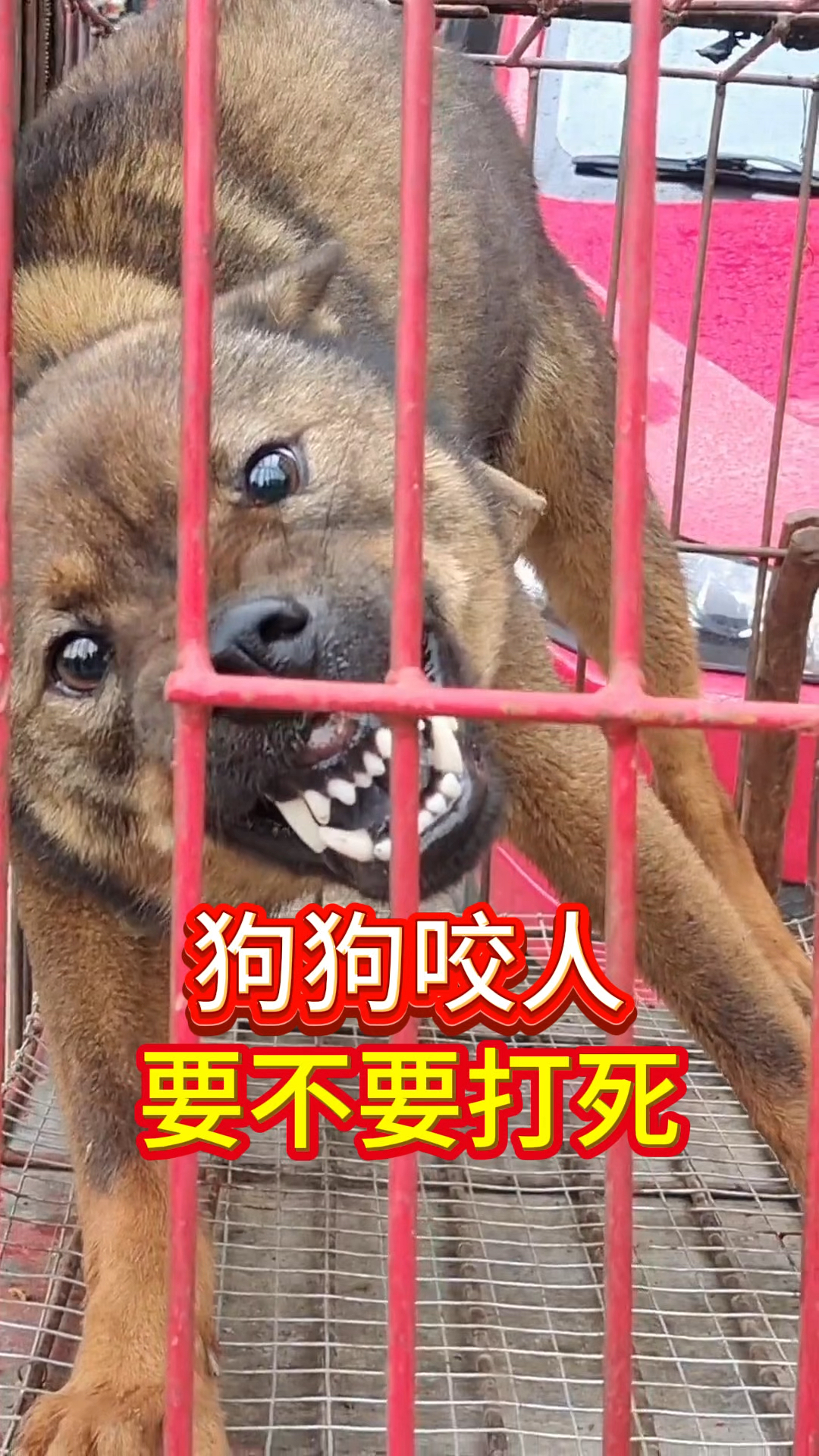 狗咬人要不要打死