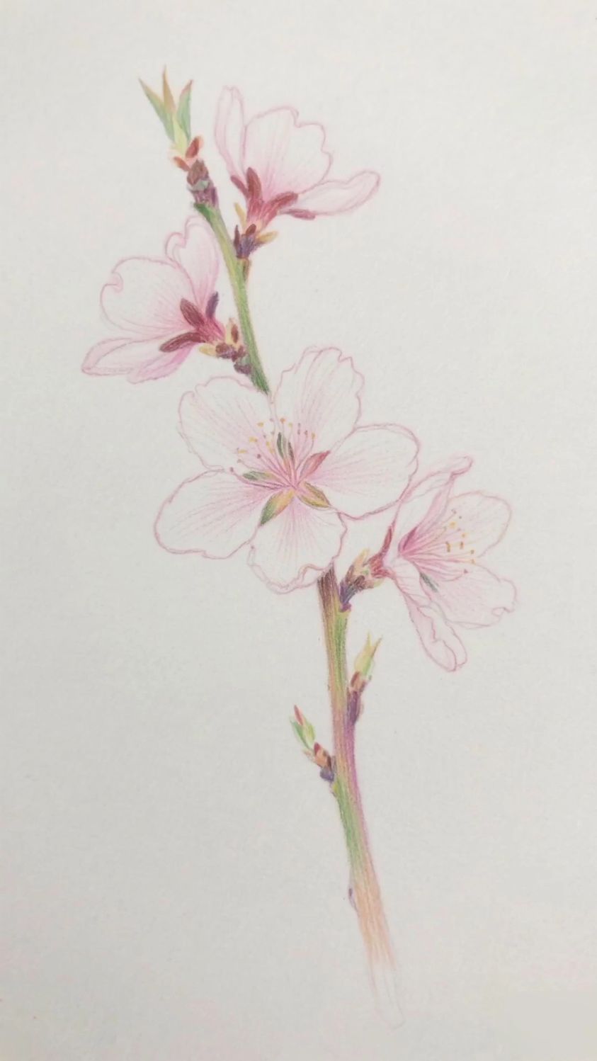 桃花朵朵开彩铅画