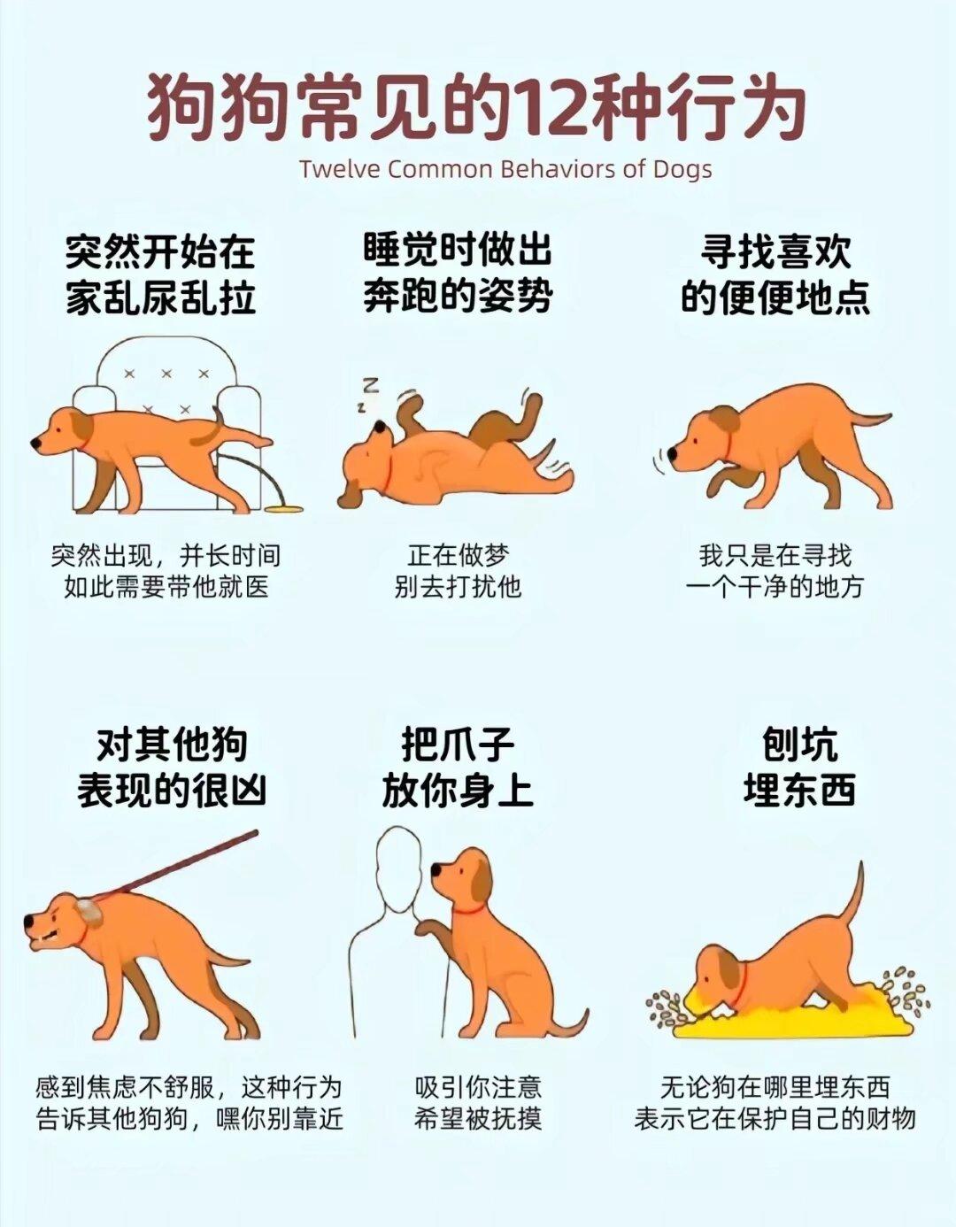 狗为什么要咬死兔子