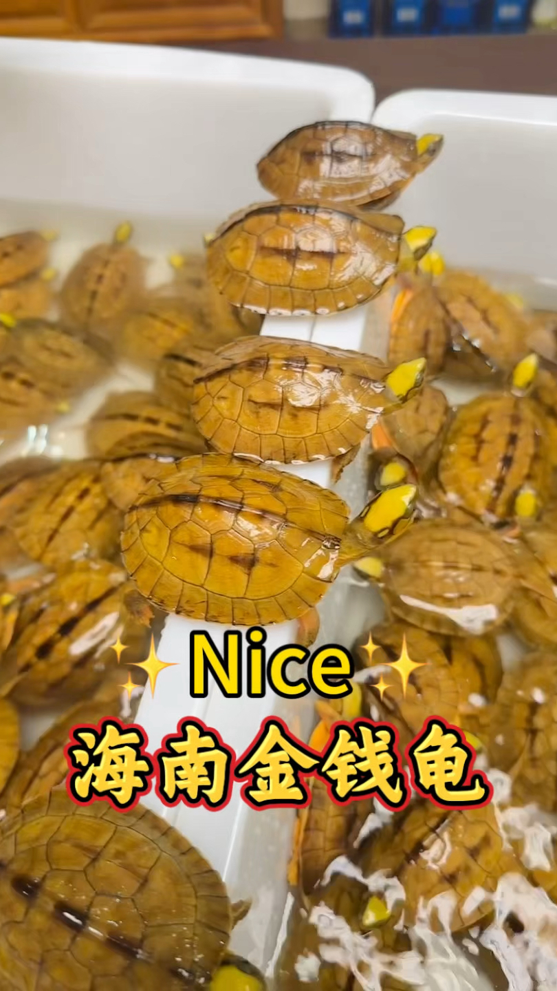萌宠海南金钱龟大集合!超级可爱的小金龟