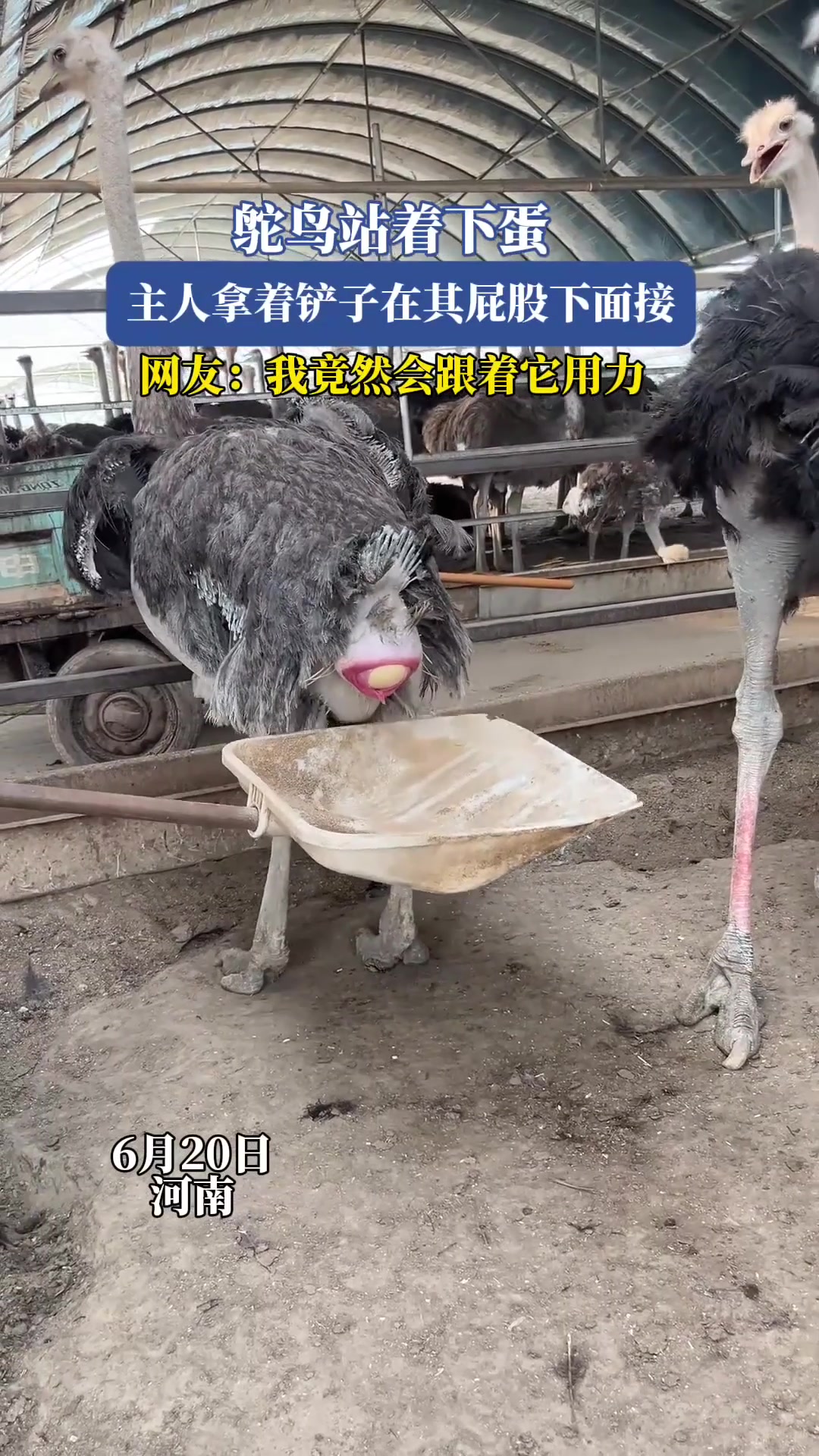 鸵鸟站着下蛋,主人拿着铲子在其屁股下面接