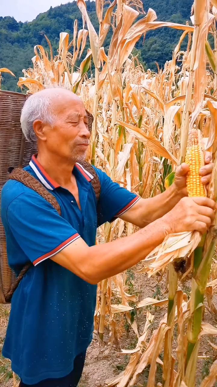 掰玉米,一个一个都要收回家