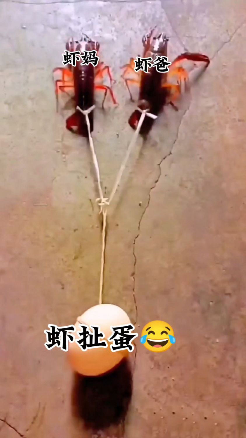 没见过虾扯蛋,这回见到了吧!