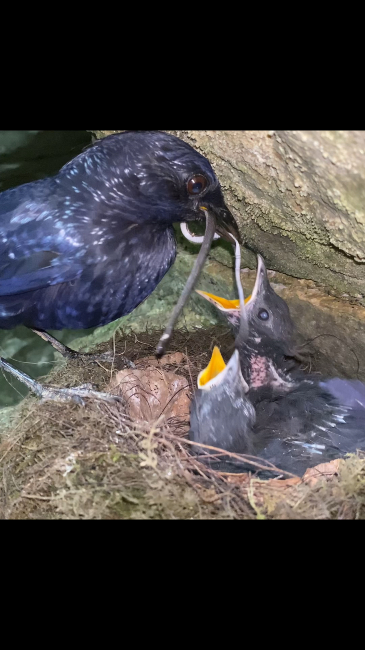 紫啸鸫育儿,鸟妈妈真能干