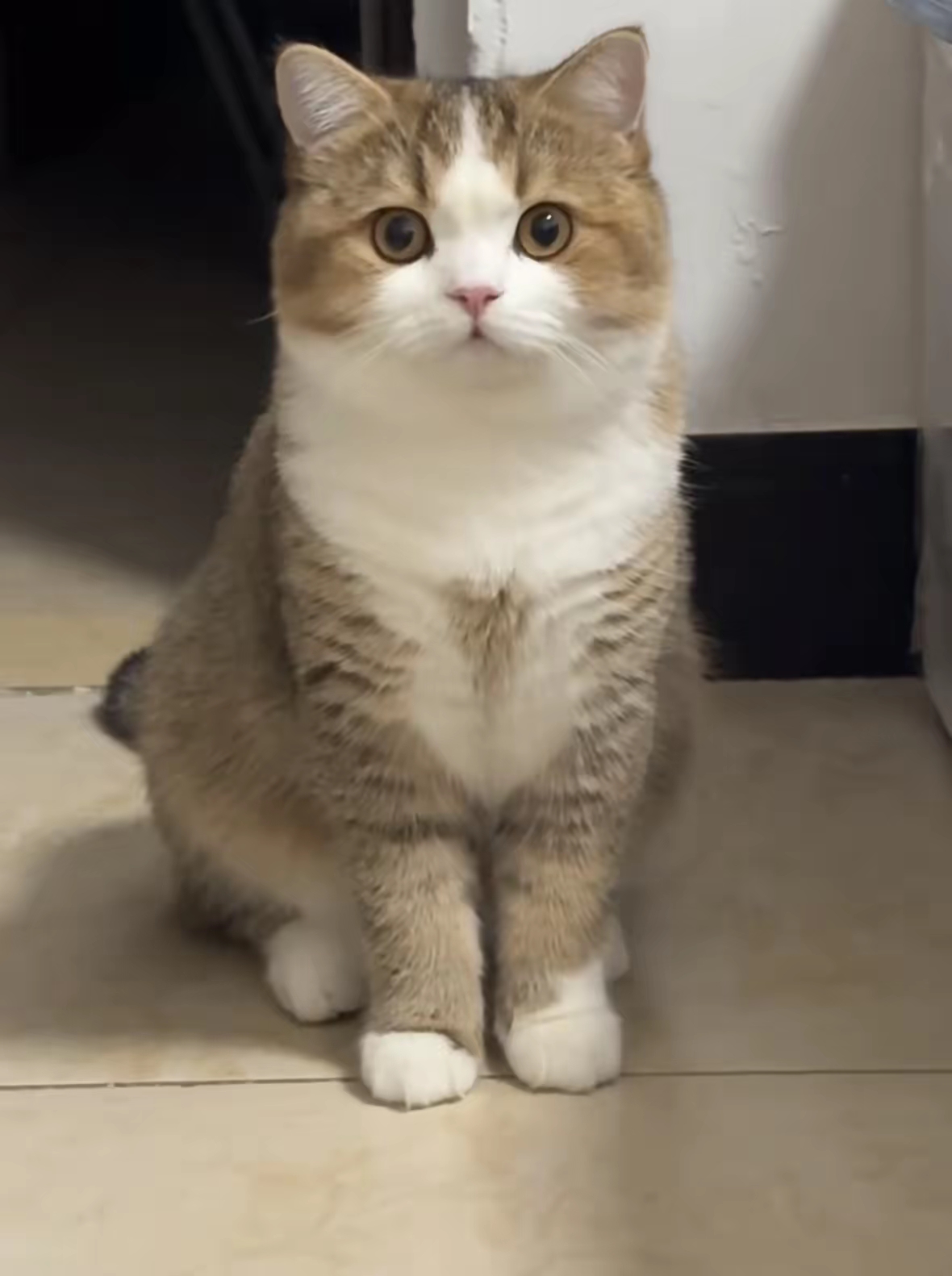 这猫是俩月前儿子硬塞来的当时他说租房到期要搬家猫没地儿搁俏乙
