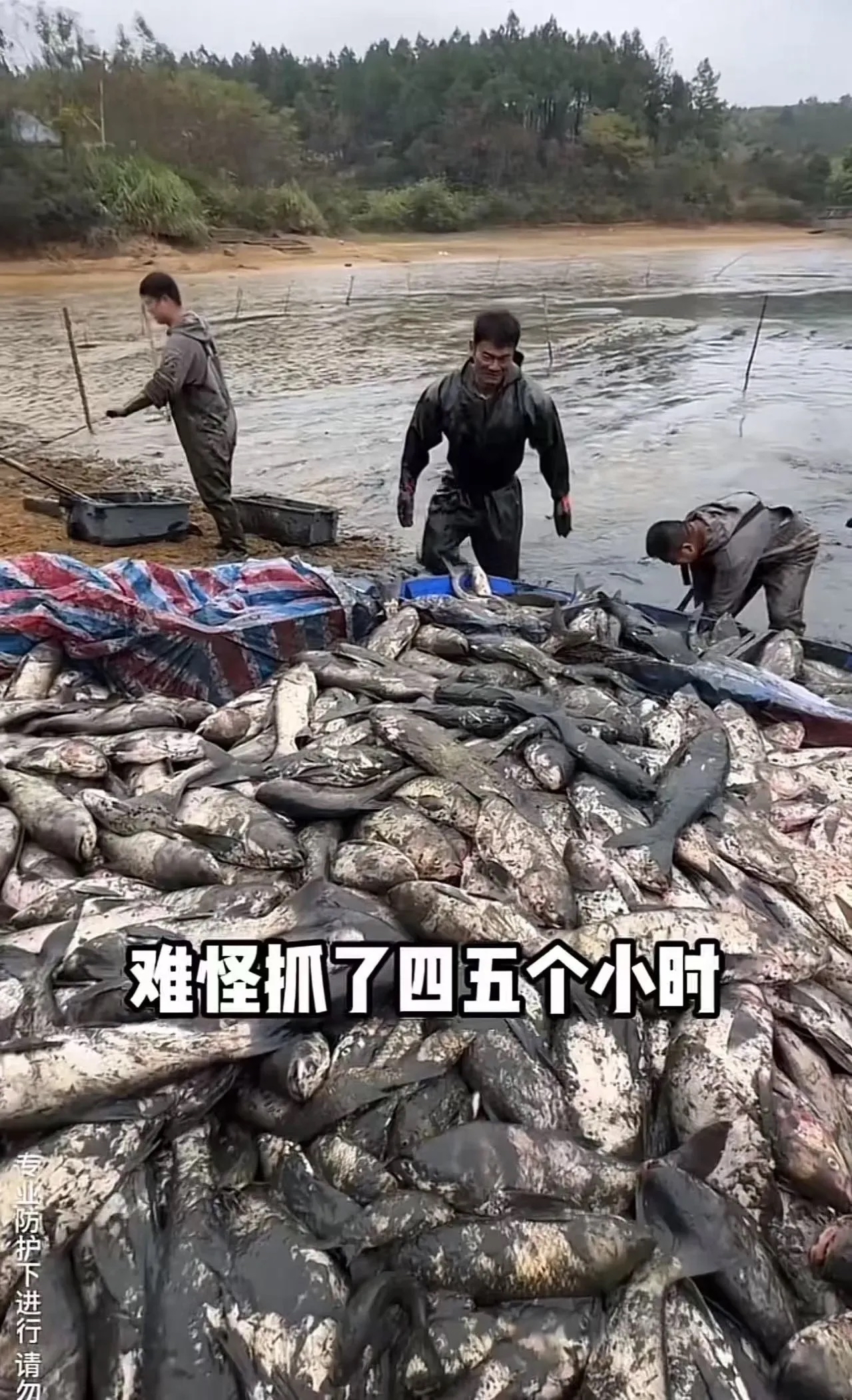 水库吃人鱼事件水污染致秧苗死亡鱼塘醉鱼农民缢蛏养殖亏本伤心的照片