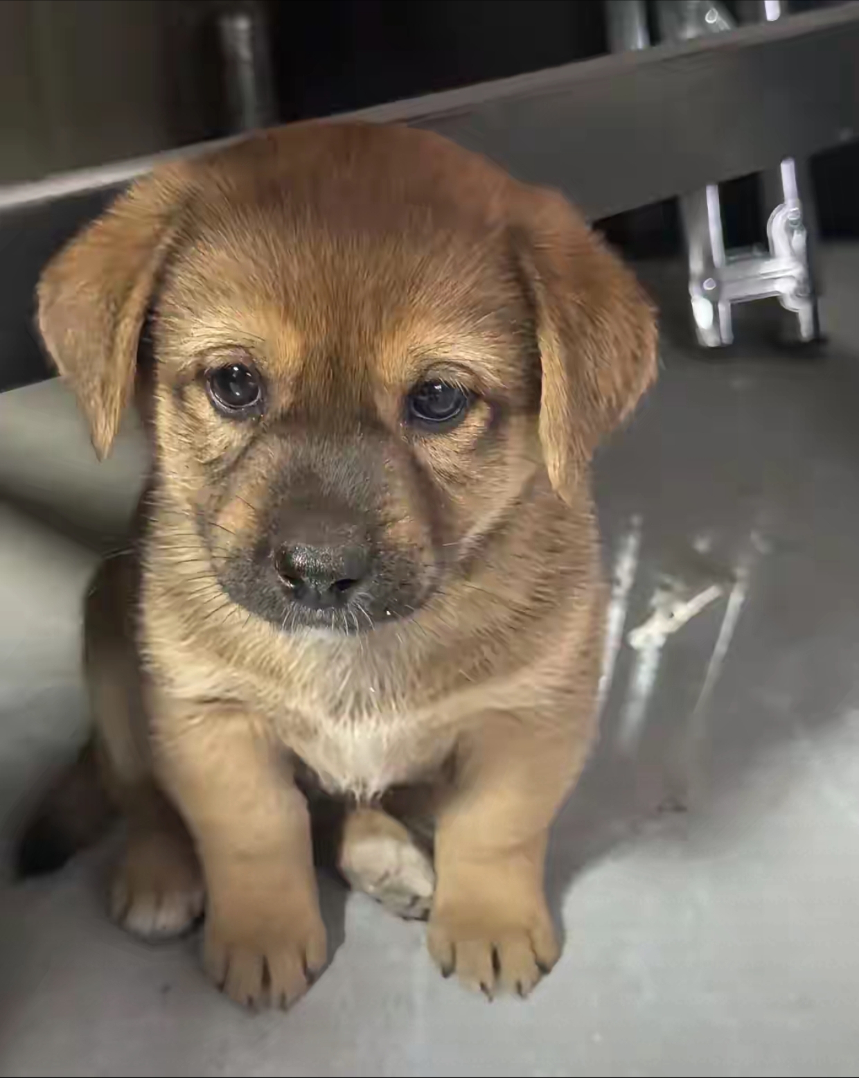 这只小土狗,是我逛公园时捡回来的流浪狗