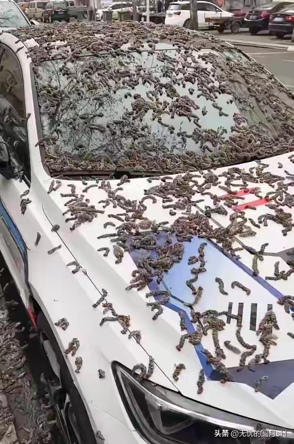 就像一个精巧的小玩意儿车里面有虫子汽车玻璃上有鸟粪的图片车子被鸟