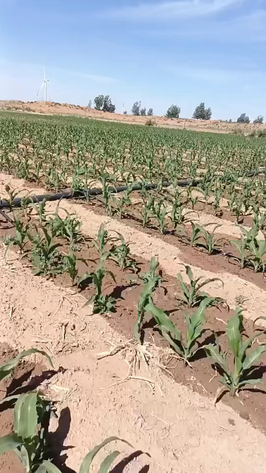 玉米滴灌带铺设安装方法视频