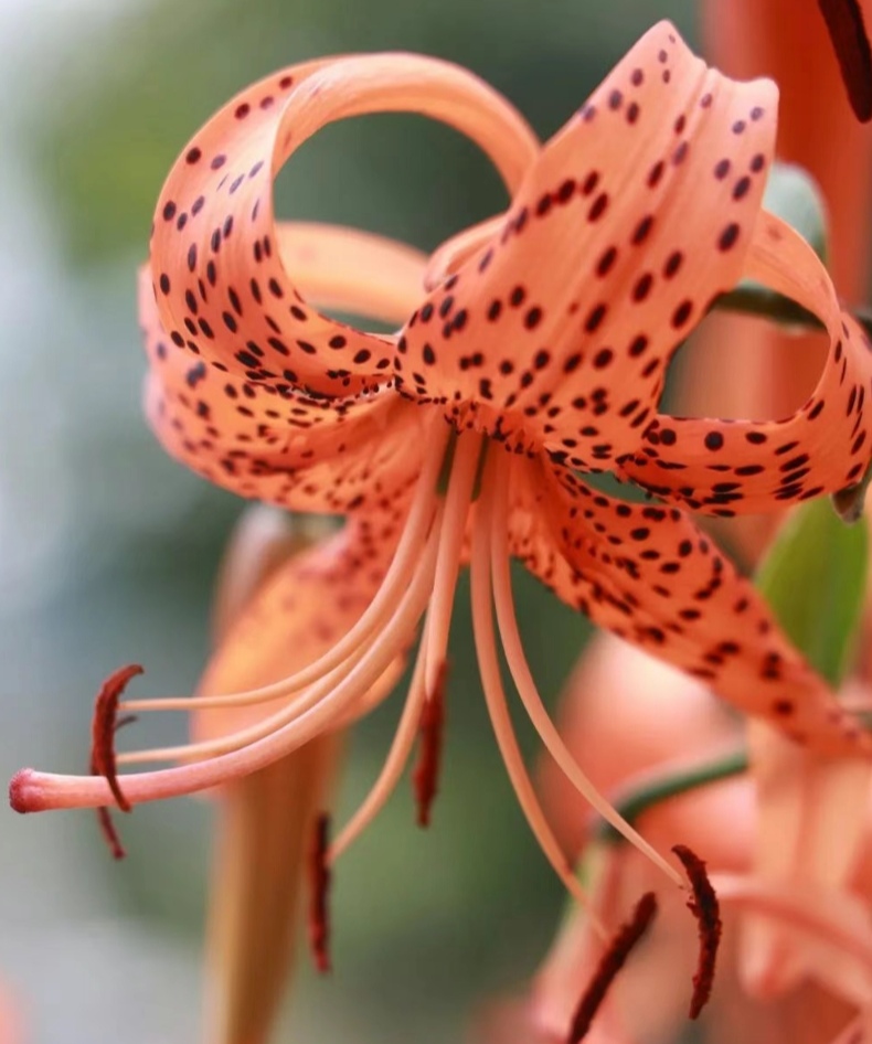 这是我种的百合花,它们是既可以看花,又可以食用的,我有时是秋天挖,有