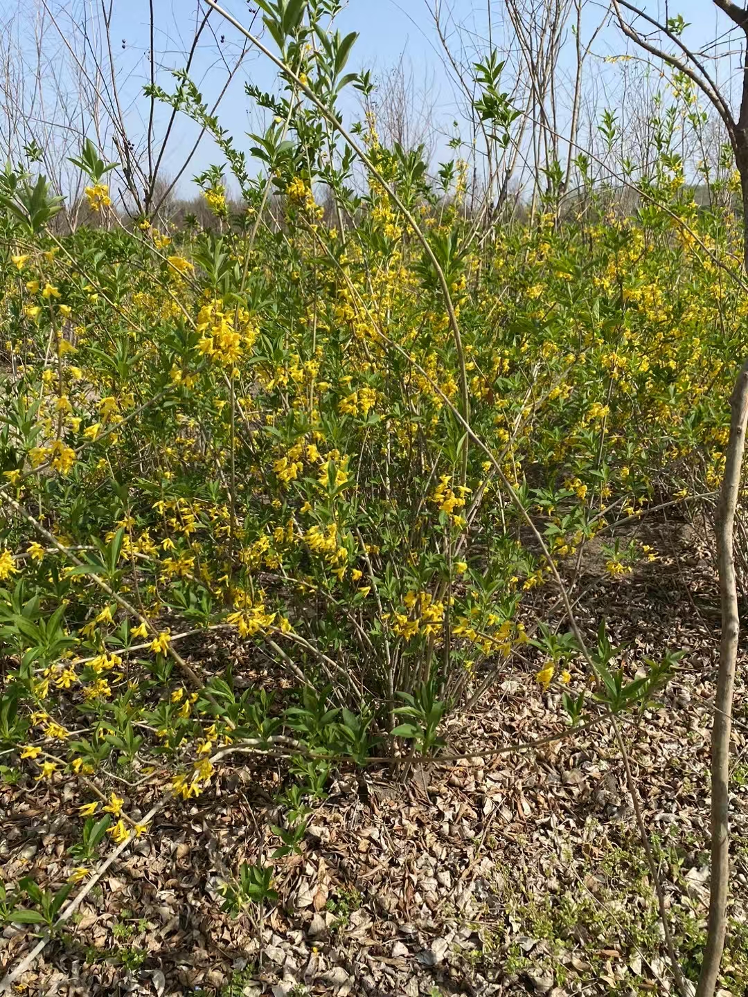 丛生连翘花期时,枝条上花朵密集,紧紧相连,几乎将枝条完全覆盖,给人以