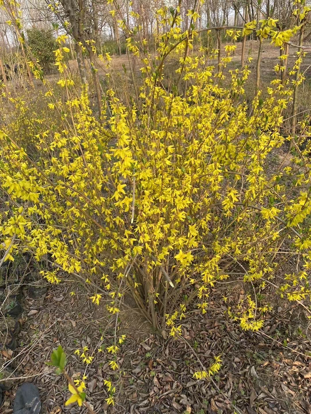丛生连翘花期时,枝条上花朵密集,紧紧相连,几乎将枝条完全覆盖,给人以