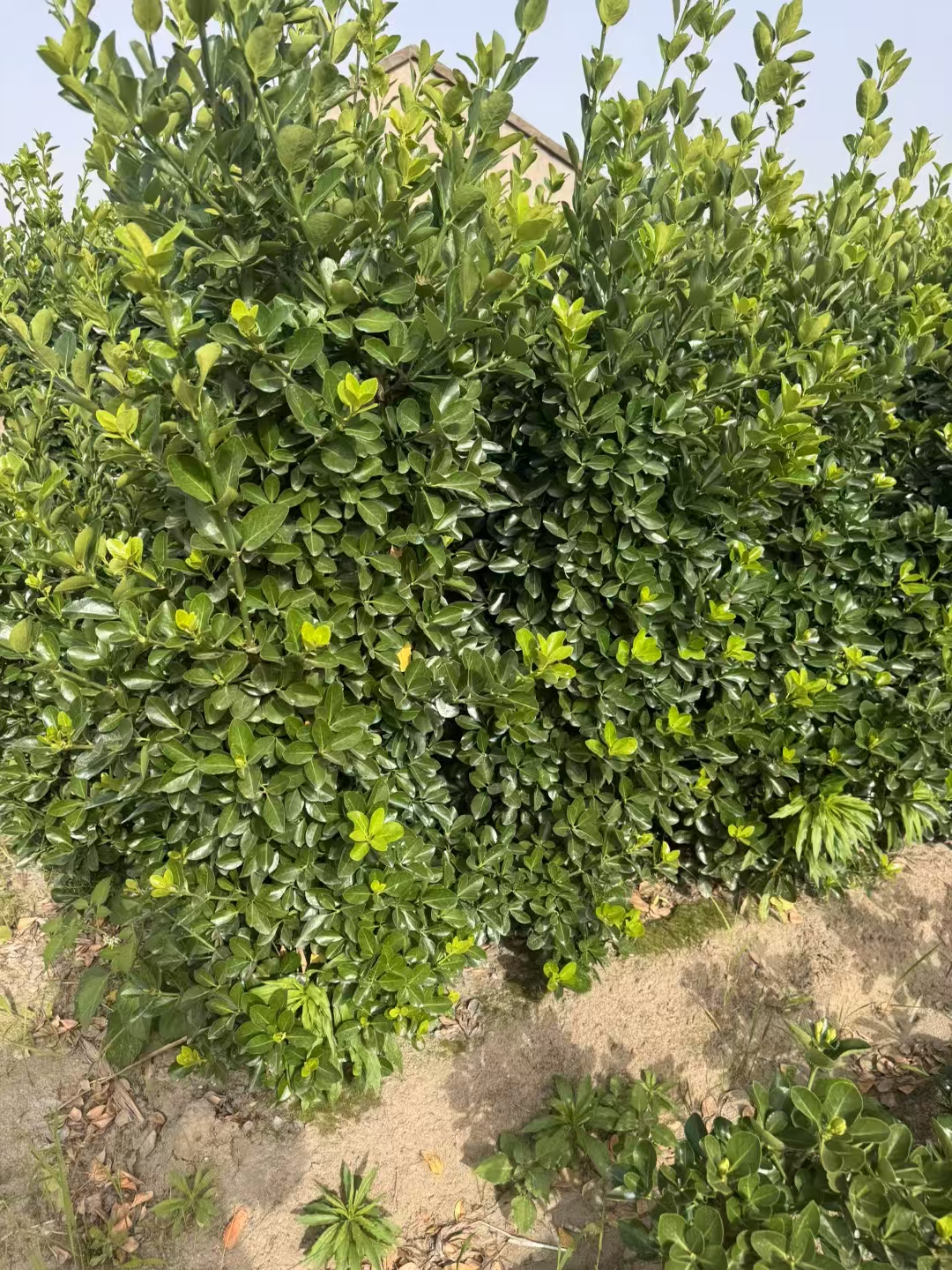 大叶黄杨绿篱四季常绿,叶片始终保持深绿色,为园林带来持久的生机与