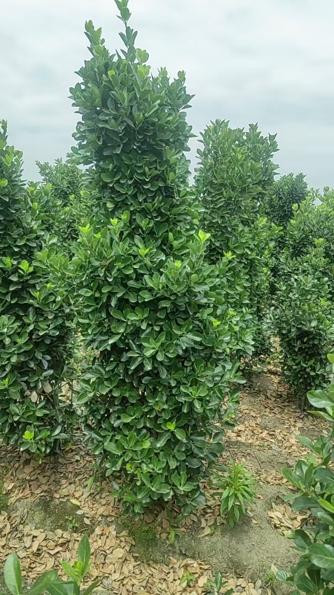 大叶黄杨绿篱四季常绿,叶片始终保持深绿色,为园林带来持久的生机与