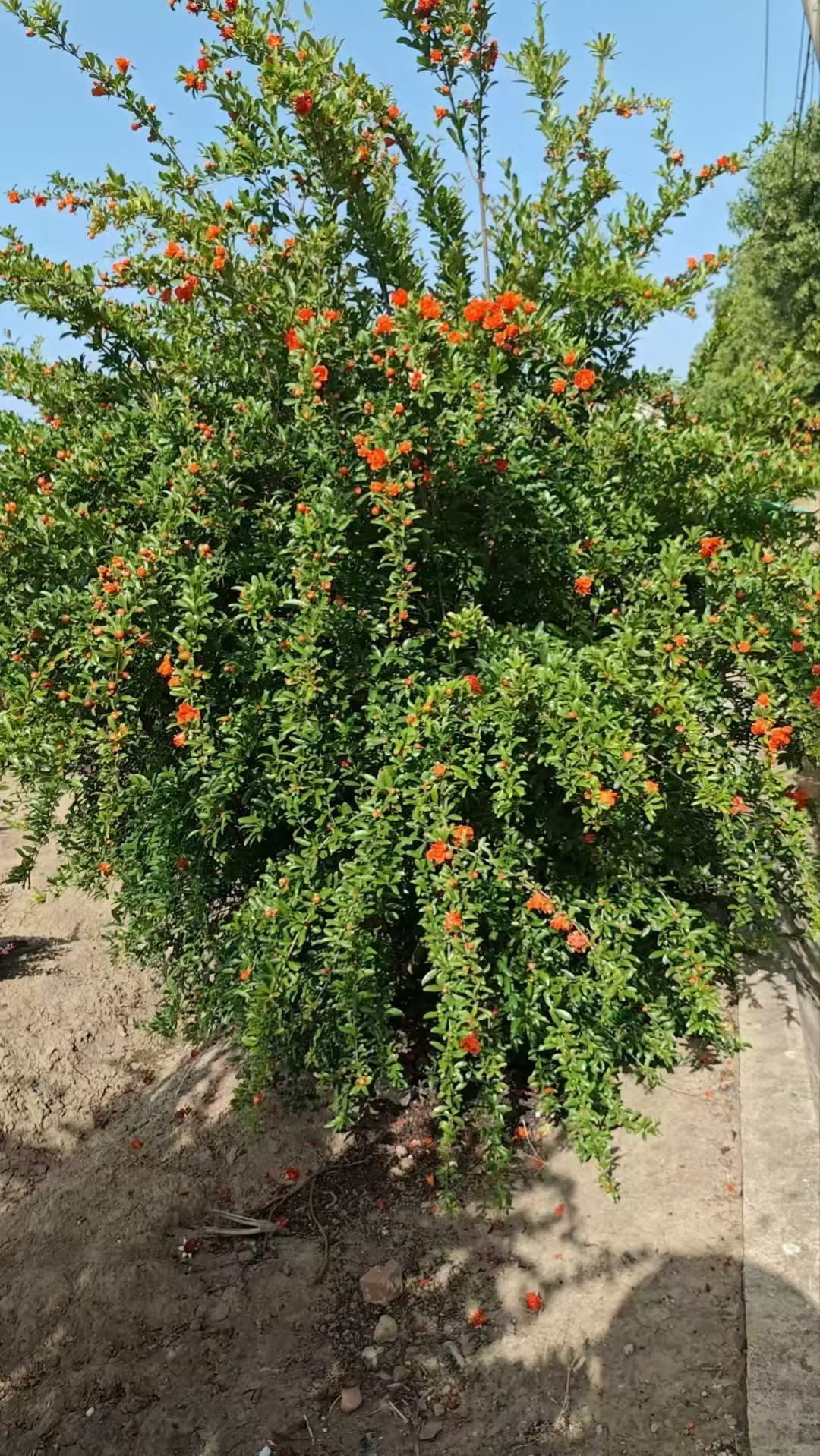 丛生花石榴花朵相对较小,但数量众多,花色以红色,橙红