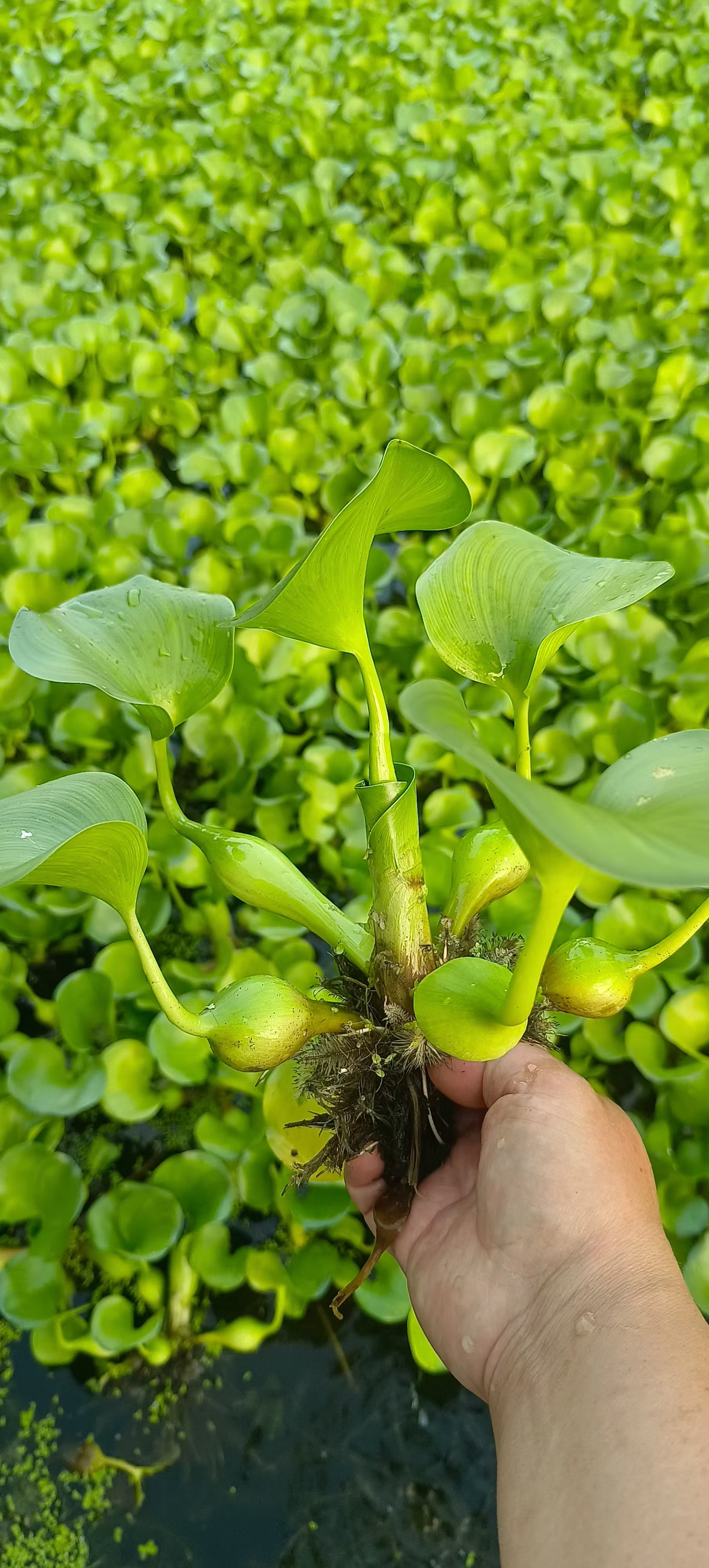 水葫芦的花为穗状花序,多棱喇叭状,花瓣呈蓝紫色,色泽鲜艳