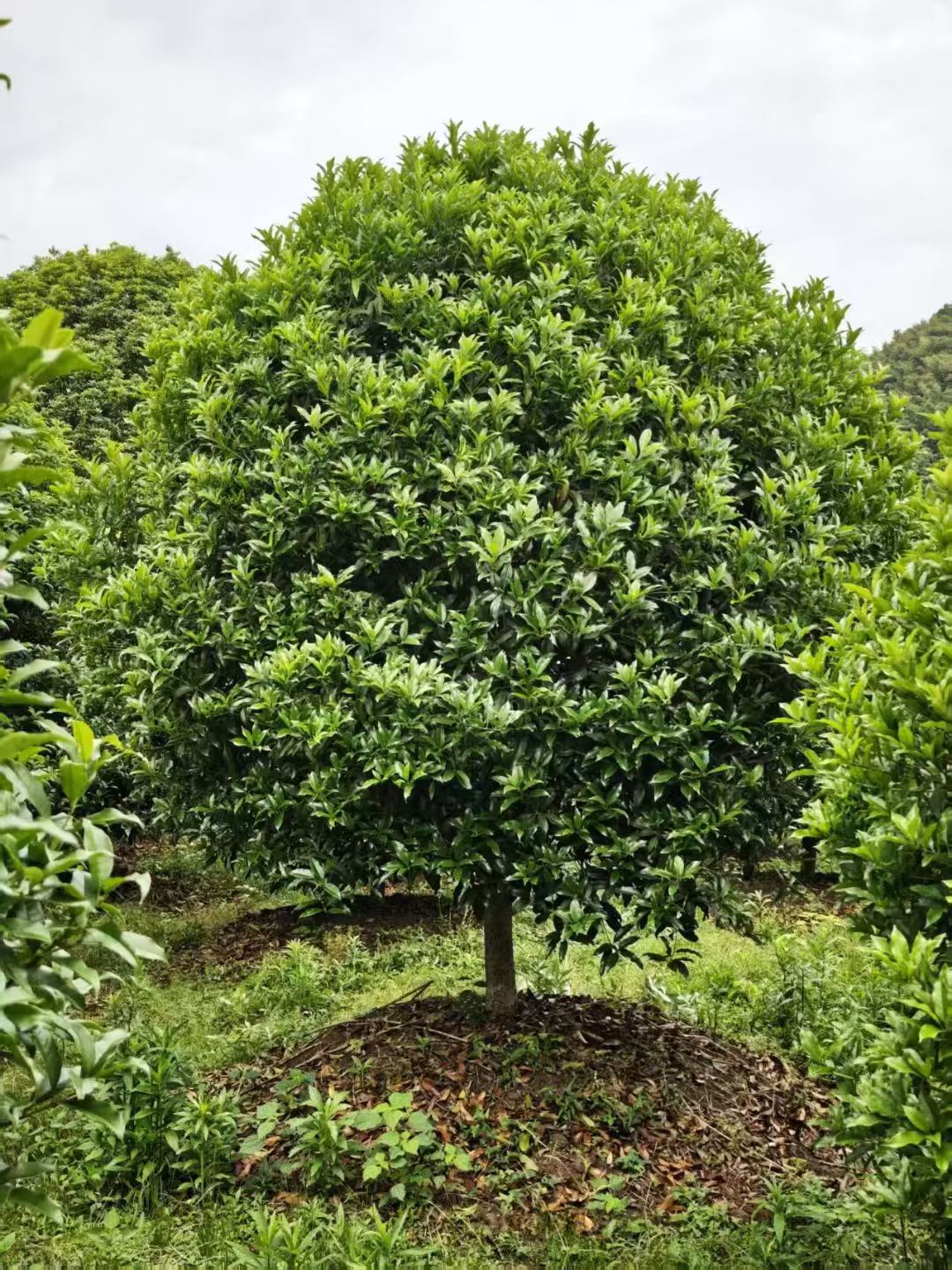 精品桂花通常树冠圆润饱满,如金球桂树冠为圆球形,大