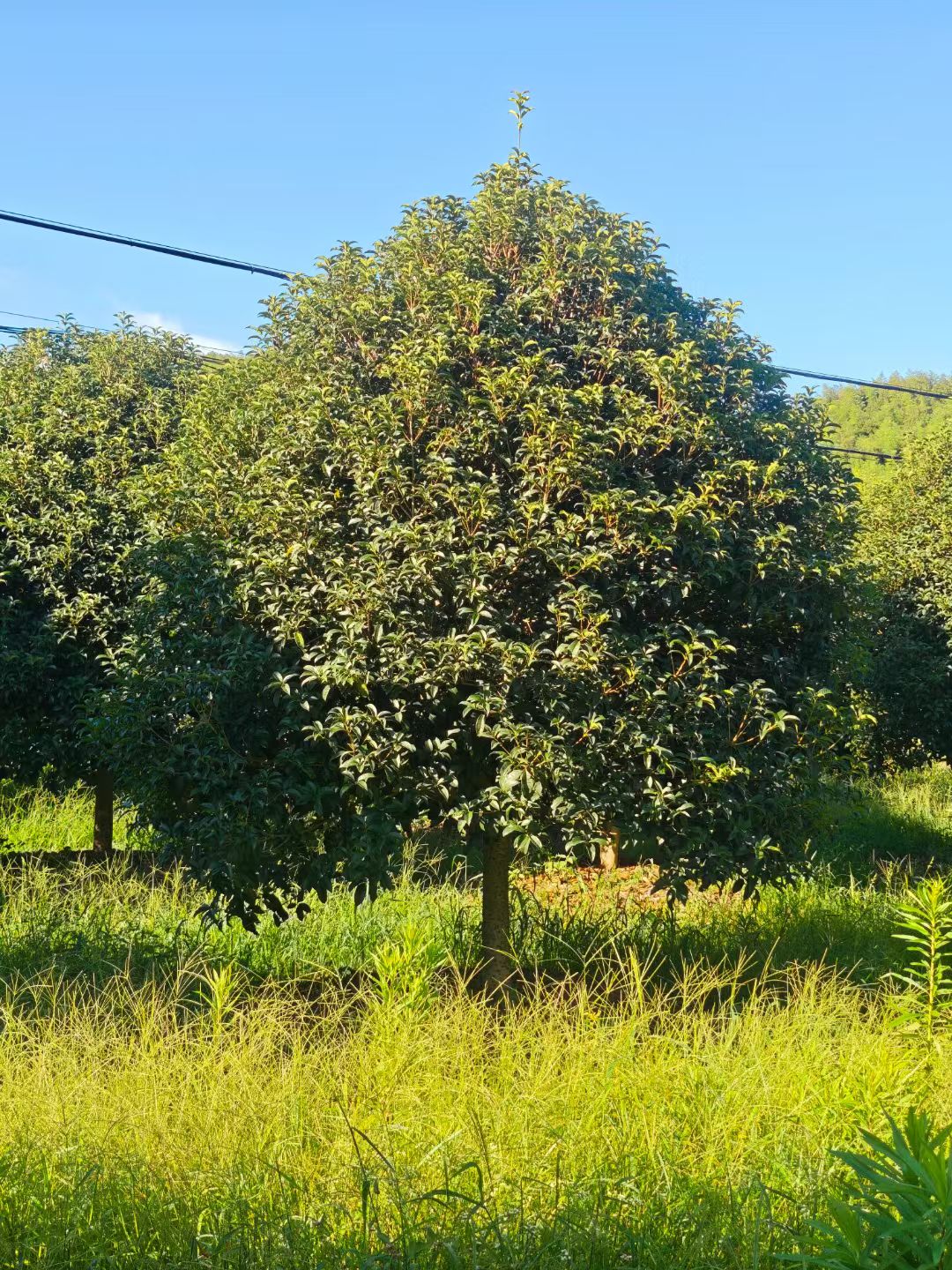 精品桂花通常树冠圆润饱满,如金球桂树冠为圆球形,大