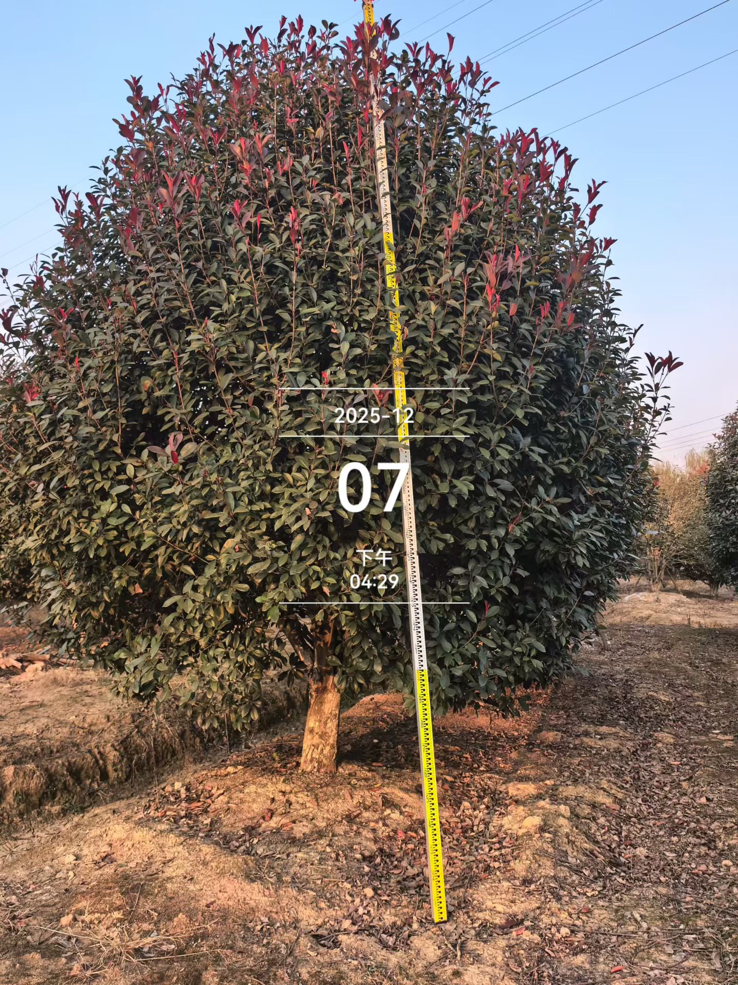 持续数周;夏季转为深绿有光泽;霜后部分叶片带紫红四季常绿不落叶