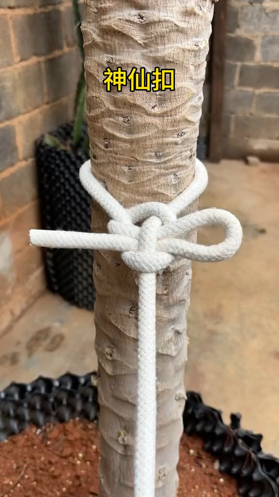 神仙扣,也叫活套锁紧结,简单实用,结解方便#绳索技术
