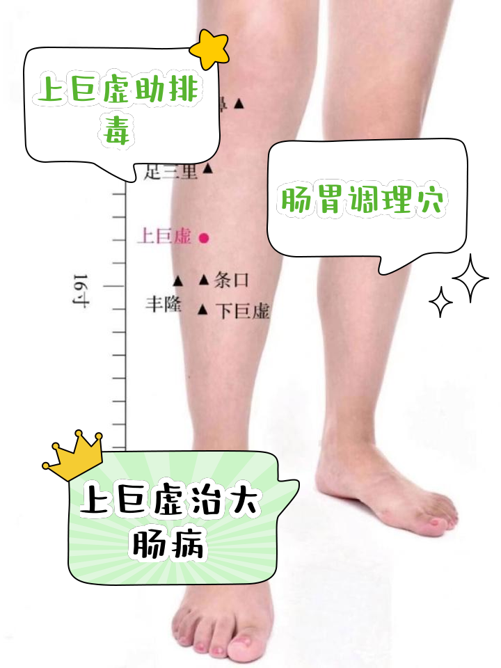 上巨虚的位置及功效
