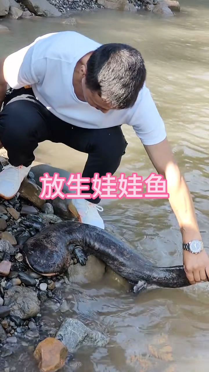 这放生娃娃鱼的场景 着实令人动容呀