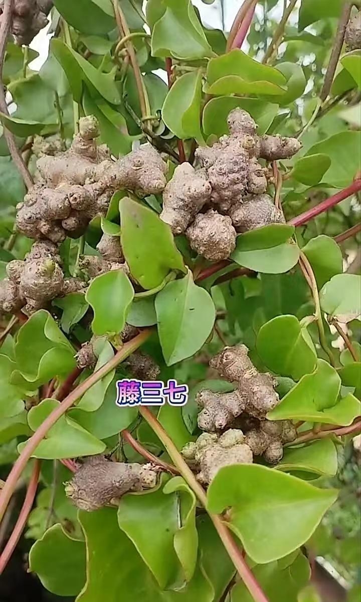 藤三七又叫土三七,也被称作小年药