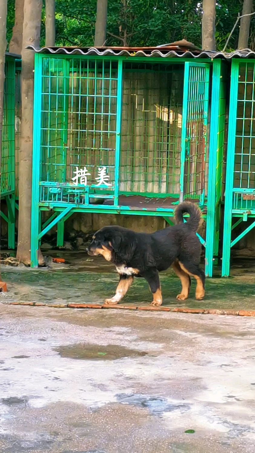 两只短毛虎头小藏獒太漂亮了,就连走路都是气质满满