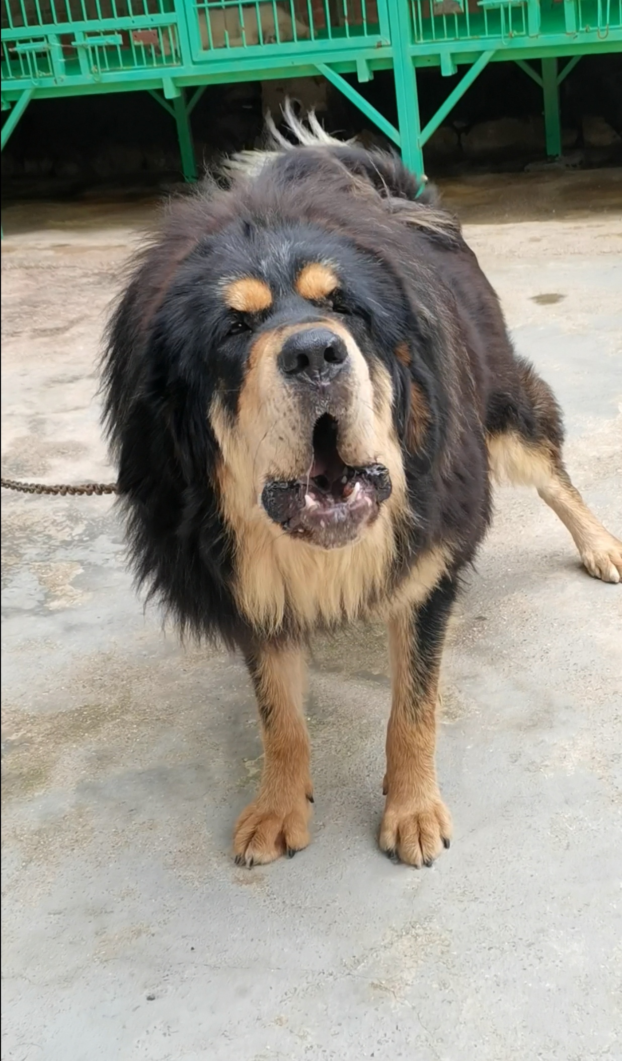 党项藏獒;性格异常凶悍俗称藏獒中的杀手,咬合力极其残忍,扑咬瞬间能