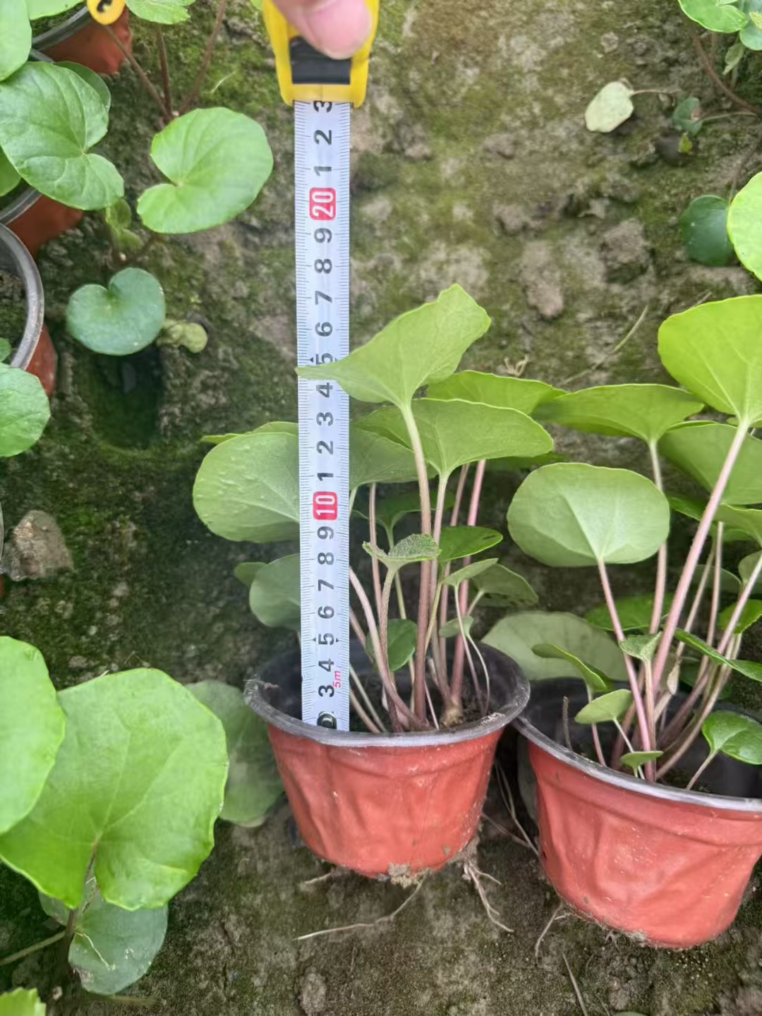 大吴风草叶色翠绿叶片形状独特花朵金黄鲜艳观赏期长是一种优良的