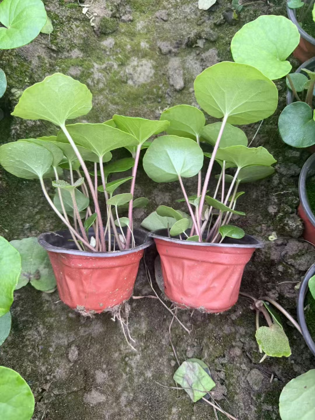 大吴风草叶色翠绿叶片形状独特花朵金黄鲜艳观赏期长是一种优良的