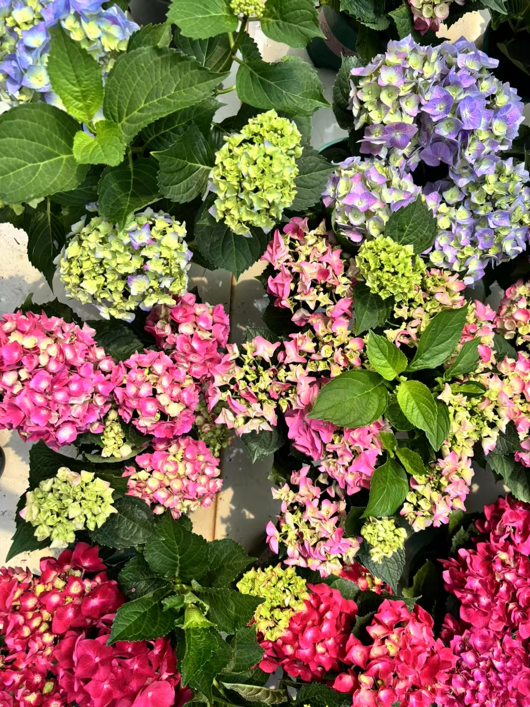 无尽夏绣球(学名:hydrangea macrophylla endless summer)是绣球花