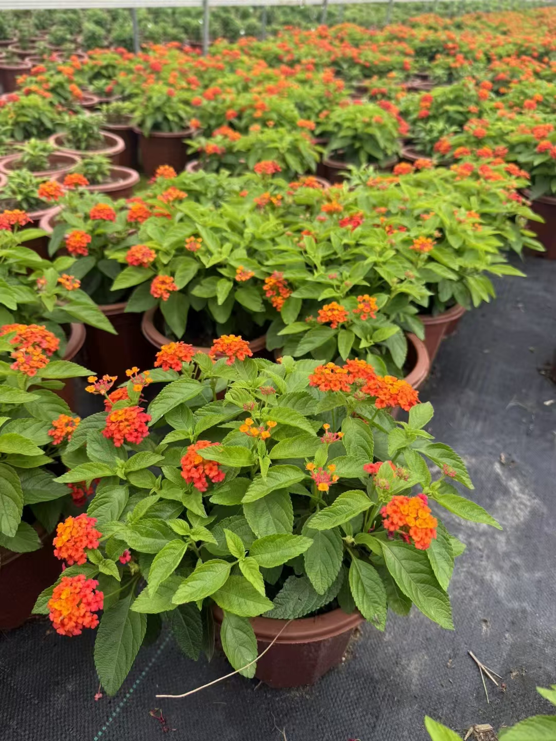 五色梅花色美丽,观花期长,绿树繁花,常年艳丽,抗尘,抗污力强,华南地区