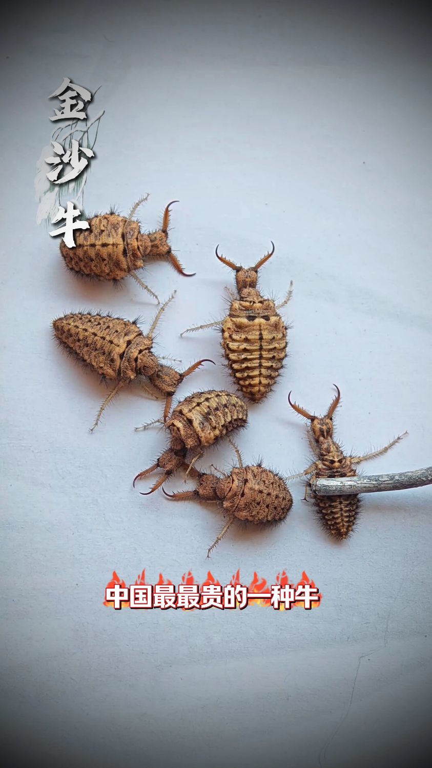 世界上最贵的一种牛,金沙牛