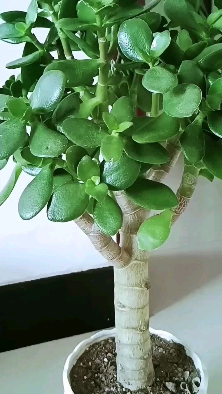 玉树是肉质叶片,茎干比较粗,自身储水能力强,是极其耐旱的植物