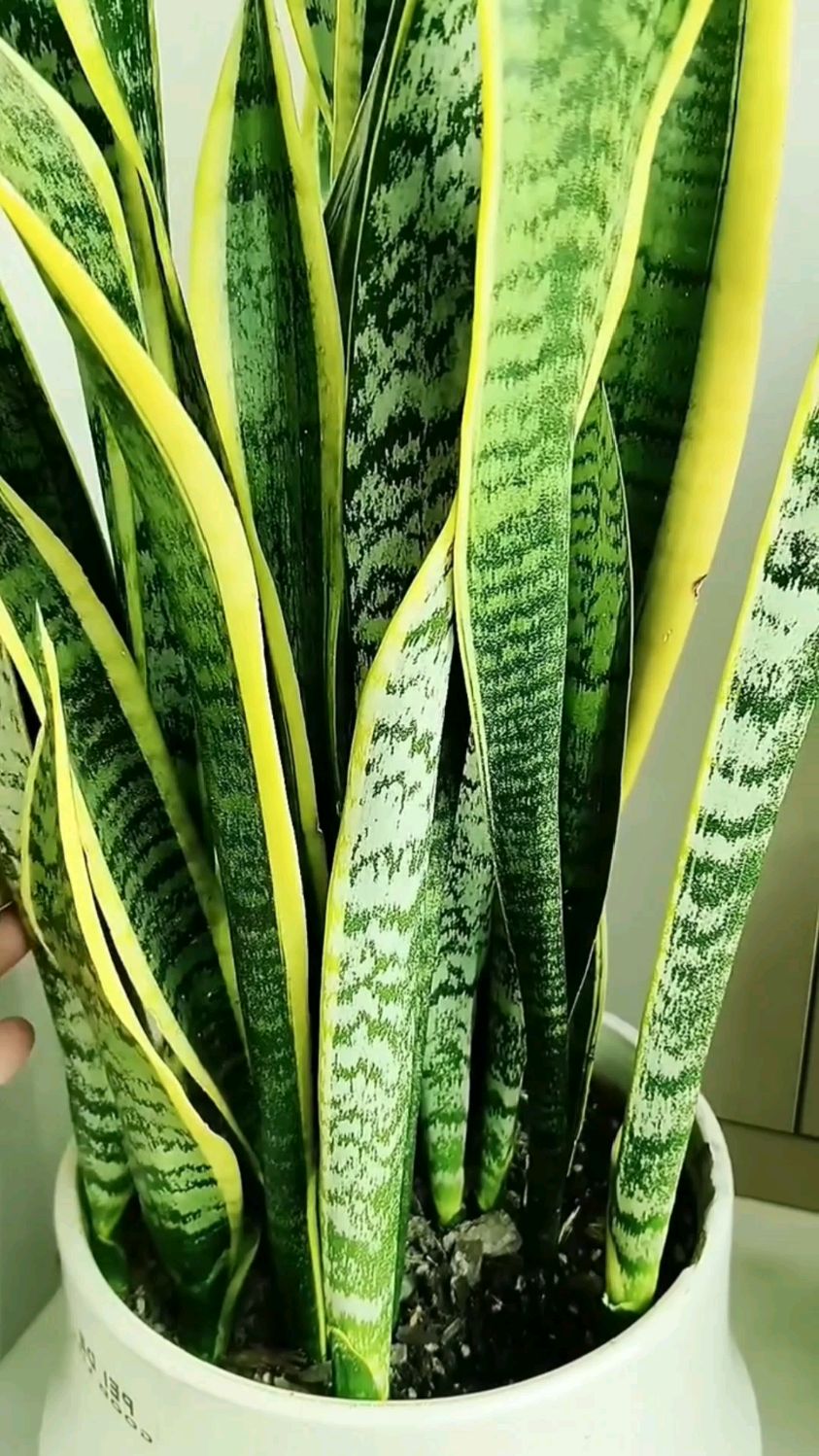 虎皮兰快速爆盆掌握三个小妙招