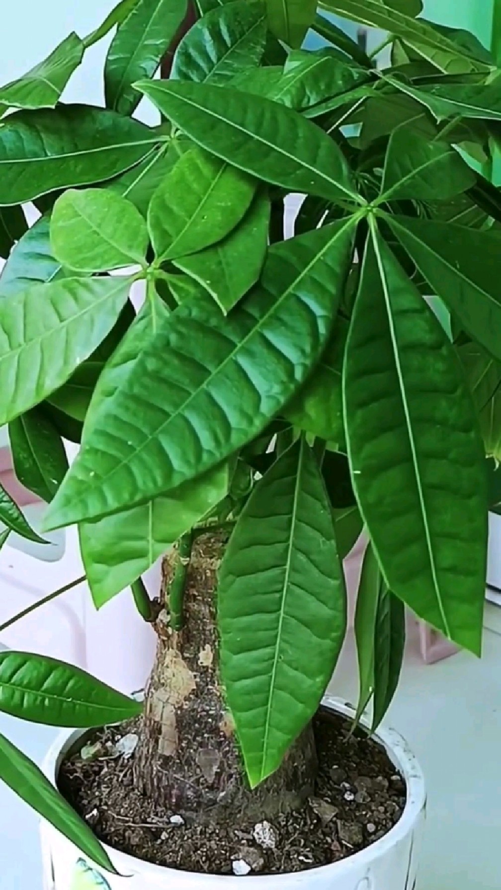 发财树的养护要点