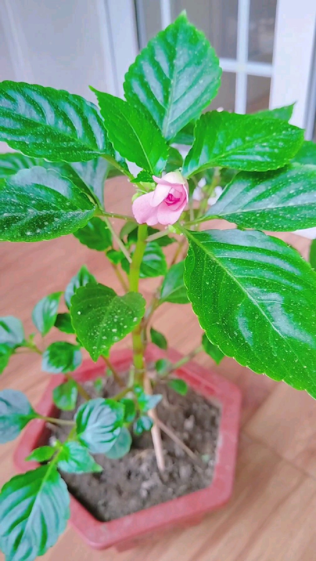 水梅花喜好温暖气候,土壤必须有保水性,以肥沃的土壤栽培最适宜