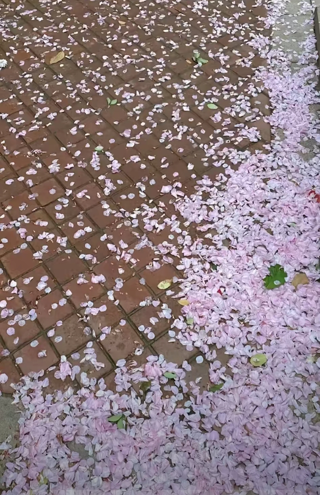 实在是没想到一夜之间 武汉的当红明星樱花被大风吹走了 难过的不是