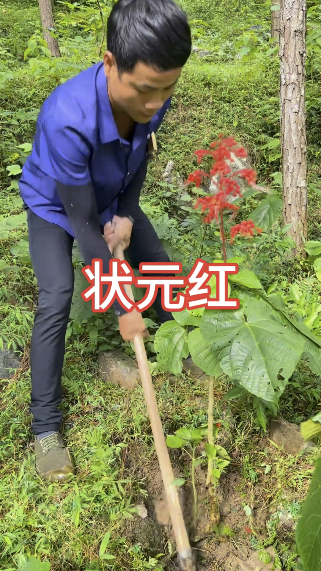 状元红,别名红花倒雪莲,赪桐