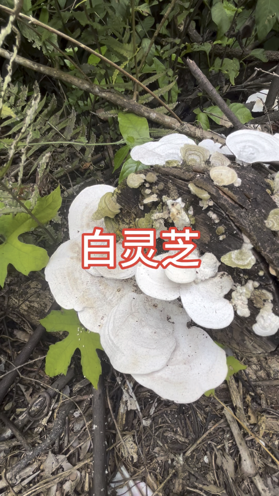 传说中被誉为"仙草"的植物,白灵芝
